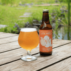 【限定】LOCAL HARVEST -びわ- / Kölsch -6本セット